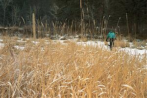 Cyclist in winter by tall grass