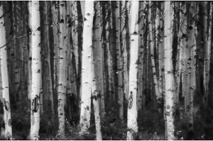 Forest of deciduous trees