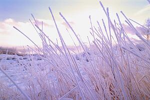 Tall grass in winter with snow and frost