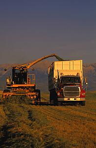 Combine and truck harvesting crop