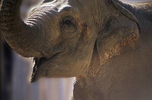 African elephant