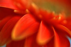 Closeup of flower petals