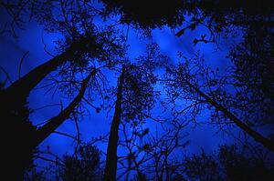 Canopy of trees at night
