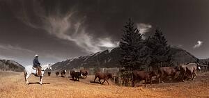 A cattle roundup