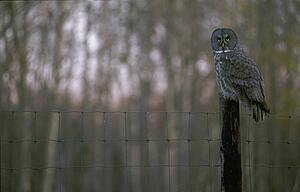 Owl on fencepost