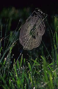 Spider web covered with dew