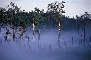 Mist moving through a grove of trees