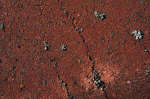 Cracked red wood and lichens