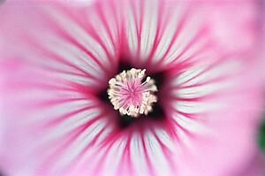 Pink flower