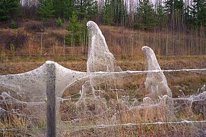 Spider webs on barbed wire fence