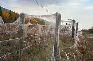 Spider webs on barbed wire fence
