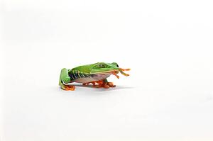 Red eyed tree frog walking