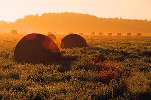 Bales of hay in field