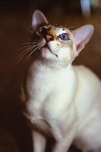 White cat with brown face