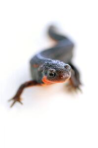 Firebelly newt