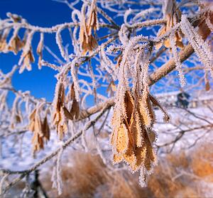 Heavy frost on leaves