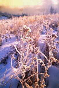Frost on leaves