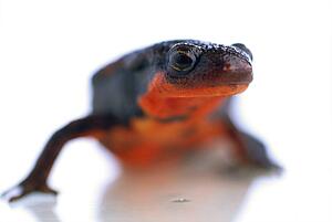 Newt with red underbelly