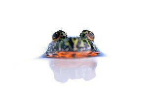 Firebelly toad in water