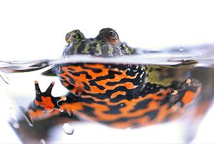 Firebelly toad in water