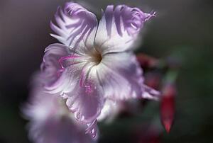 Closeup of purple flower