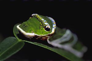 Caterpillar on leaf