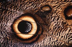 Eyespot on Owl butterfly wing