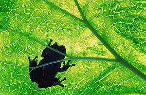Small frog on green leaf