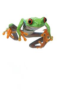 Red-Eyed Treefrog