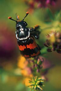 Black and red Carion Beetle on plant