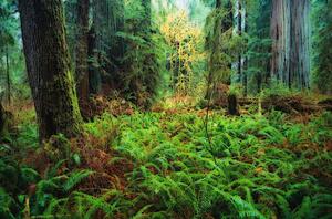 Trees and ferns in forest