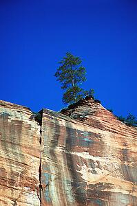 Tree on Cliffside