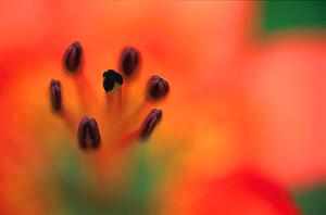 Closeup of Alpine Lily flower