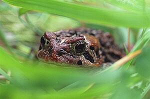 Toad in grass and weeds