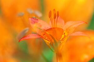 Closeup of orange Alpine Lily flower
