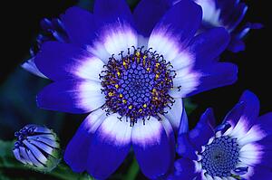Closeup of blue flower