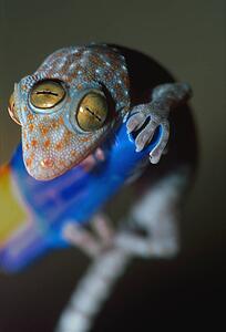 Closeup of gecko with three eyes