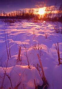 Snow-covered field at sunset