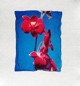 Red flower with border