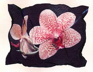 Spotted flower