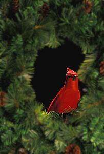 Christmas wreath with red bird