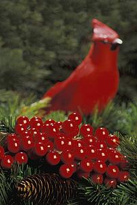 Holly berries with red bird in background