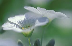 Closeup of white flowers