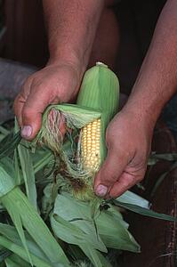 Man shucking corn