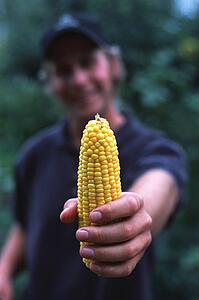 Person holding corn cob