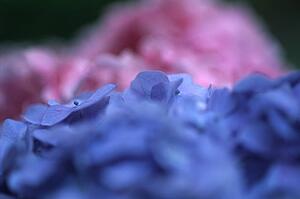 Closeup of pink and purple hydrangea
