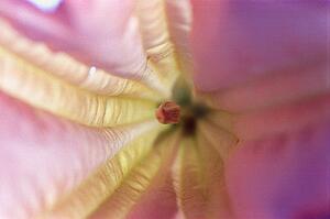 Closeup of pink flower