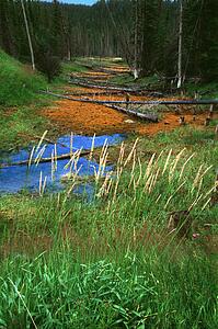Small creek bed in forest with dead logs