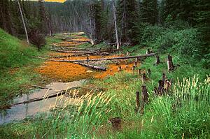 Small creek bed in forest with dead logs