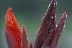 Closeup of red and purple flower